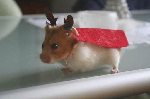 photo humour insolite super hamster déguisement