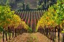 vernaccia_4