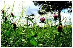 petite syrphidae petite syrphidae