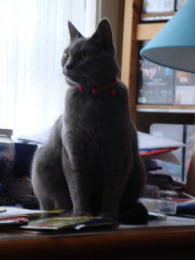 Gestation de Dhaël 8ème semaine Testé pour vous: la reproduction “ciblée” chez le félin (11) : Jour J-8