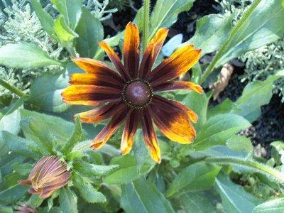 les quat' cent coups les quat' cent coups