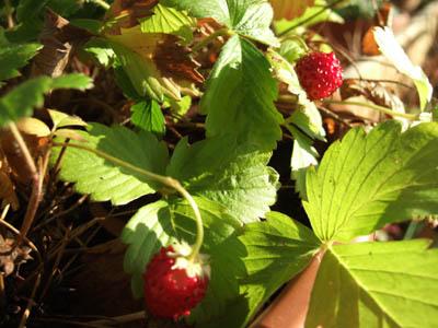 Confiture de fraises des bois Confiture de fraises des bois