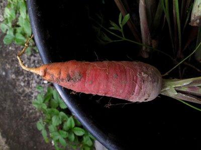 La carotte violine