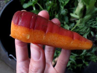 La carotte violine