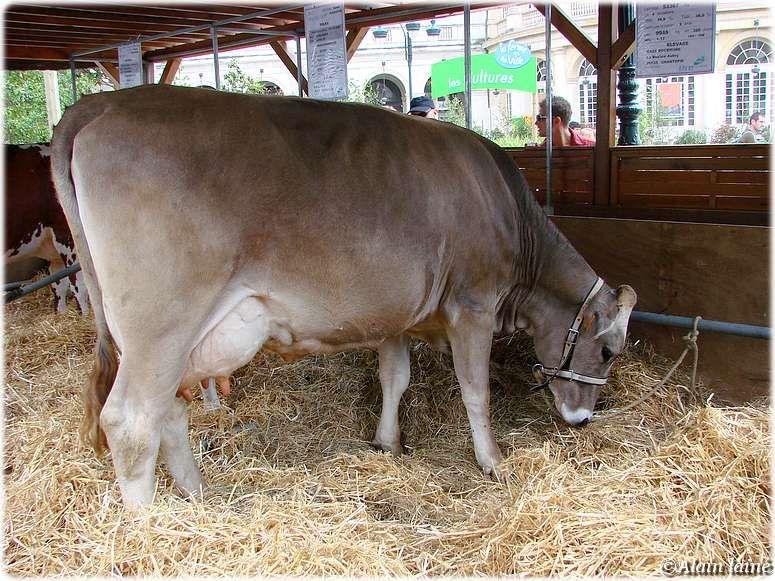 Ferme en ville - Rennes (1/3) 13Juin09_13