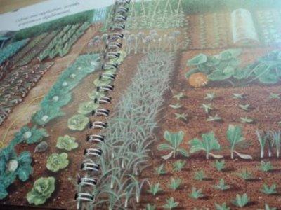 Au plus près des insectes Au plus près des insectes