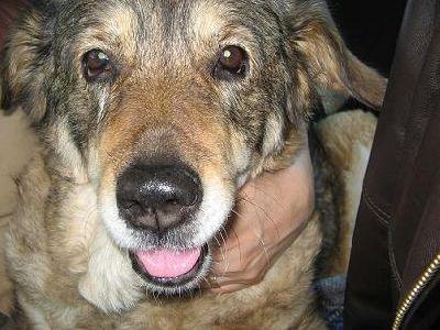 maladie ,vieilliesse,le temps a raison de nos compagnons. maladie ,vieilliesse,le temps a raison de nos compagnons.