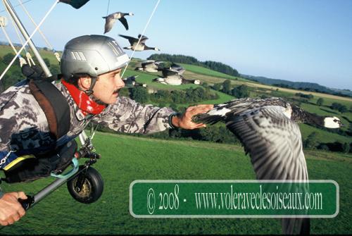 Pilote caressant les oies
