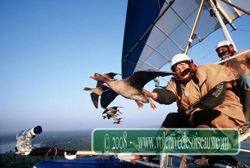 Passager caressant une oies