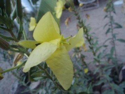 A la tombée du jour, les onagres A la tombée du jour, les onagres