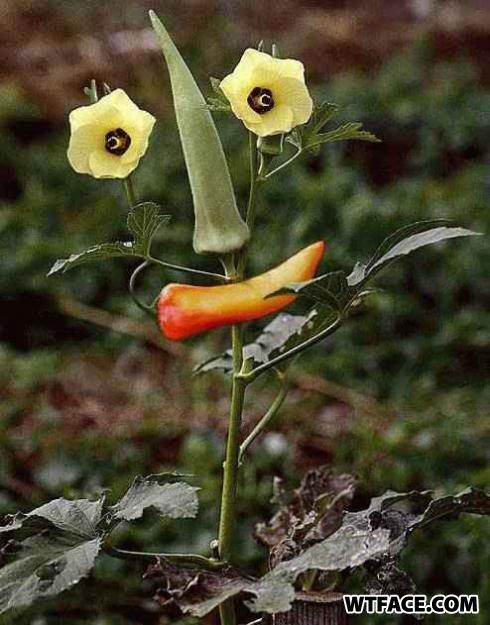 Face de... de quoi ? Face de... de quoi ?