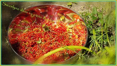 Gelée de groseilles groseilles