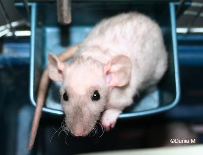 Anne d'Autriche raton femelle de 44 jours mink dumbo double rex