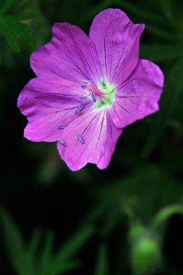http://media.paperblog.fr/i/213/2139978/fleur-mauve-L-1.jpeg