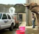 vidéo éléphant zoo lavage-auto voiture 