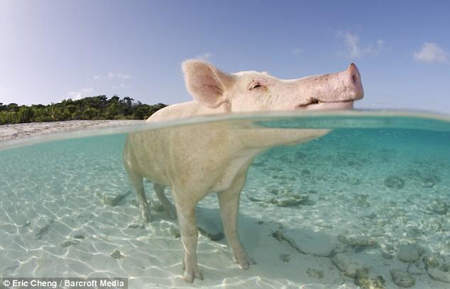 Des cochons aux Bahamas