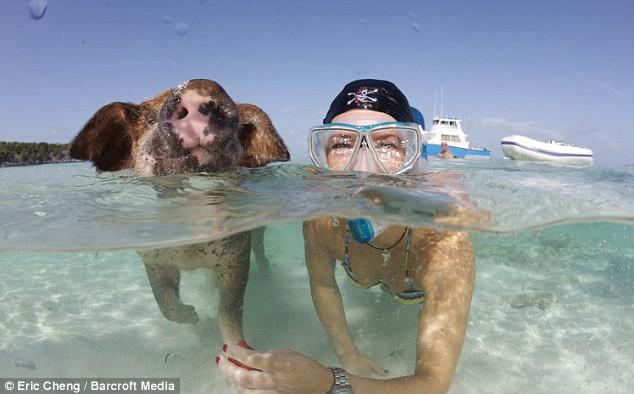 Des cochons aux Bahamas