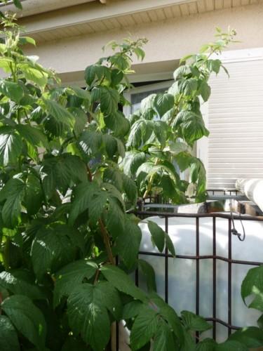 Orage du matin ? P1070926.JPG