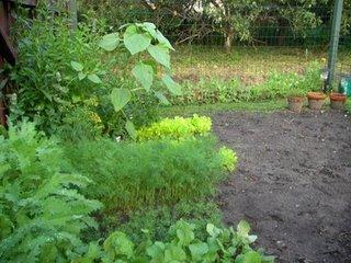 Notre jardin à Tallinn et les premiers radis!