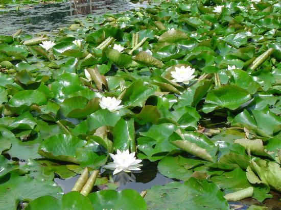 Montreal Botanical Gardens (Jardin Botanique de Montreal) : more water lillies - they are so beautiful 