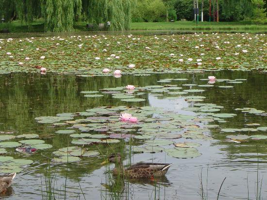 Montreal Botanical Gardens (Jardin Botanique de Montreal) : the water lillies...and a duck! 