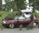 vidéo babouin voleur babage voiture
