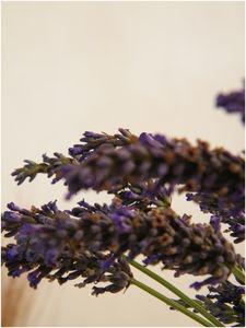 DEVOIRS DE VACANCES # 1Prendre le temps de Découvrir la n... DSCF0668