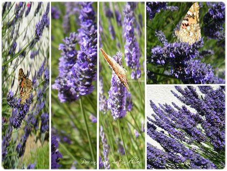 DEVOIRS DE VACANCES # 1Prendre le temps de Découvrir la n... lavande