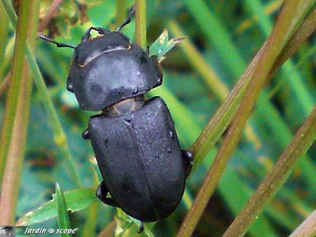 Des insectes qui participent à la production d'humus… Petite biche • Dorcus parallelipipedus