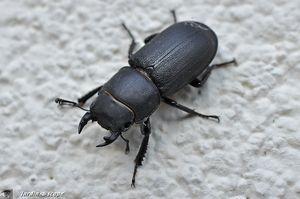 Des insectes qui participent à la production d'humus… Petite biche • Dorcus parallelipipedus