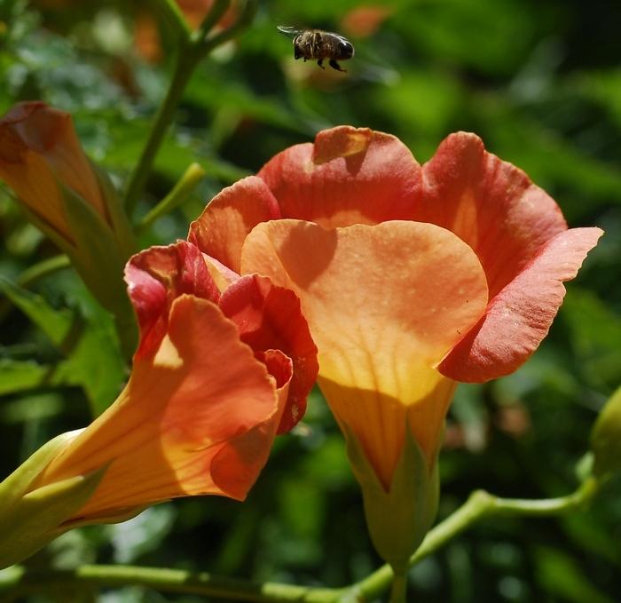 En vol, l'abeille cherche son terrain d'atterrissage En vol, l'abeille cherche son terrain d'atterrissage