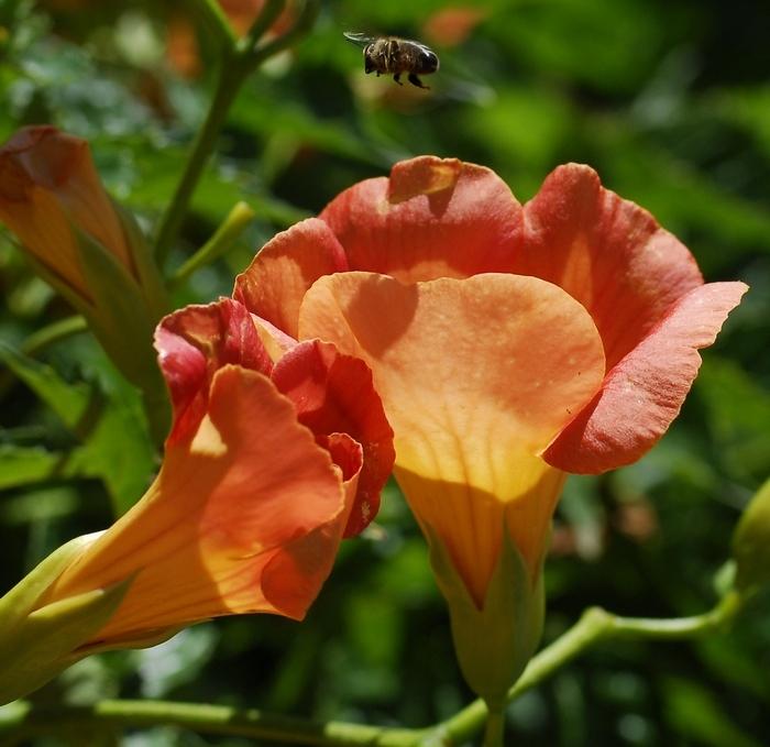 En vol, l'abeille cherche son terrain d'atterrissage