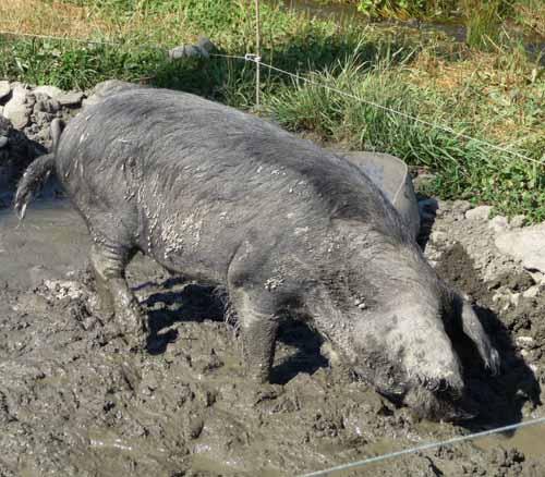 Quand le Noir de Bigorre est poussé à boue porc noir de Bigorre