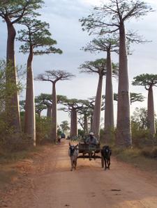 MADAGASCAR 8 : L'ALLEE DES BAOBABS