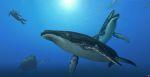 De nouvelles images pour Endless Ocean 2 Image