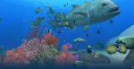 De nouvelles images pour Endless Ocean 2 Image