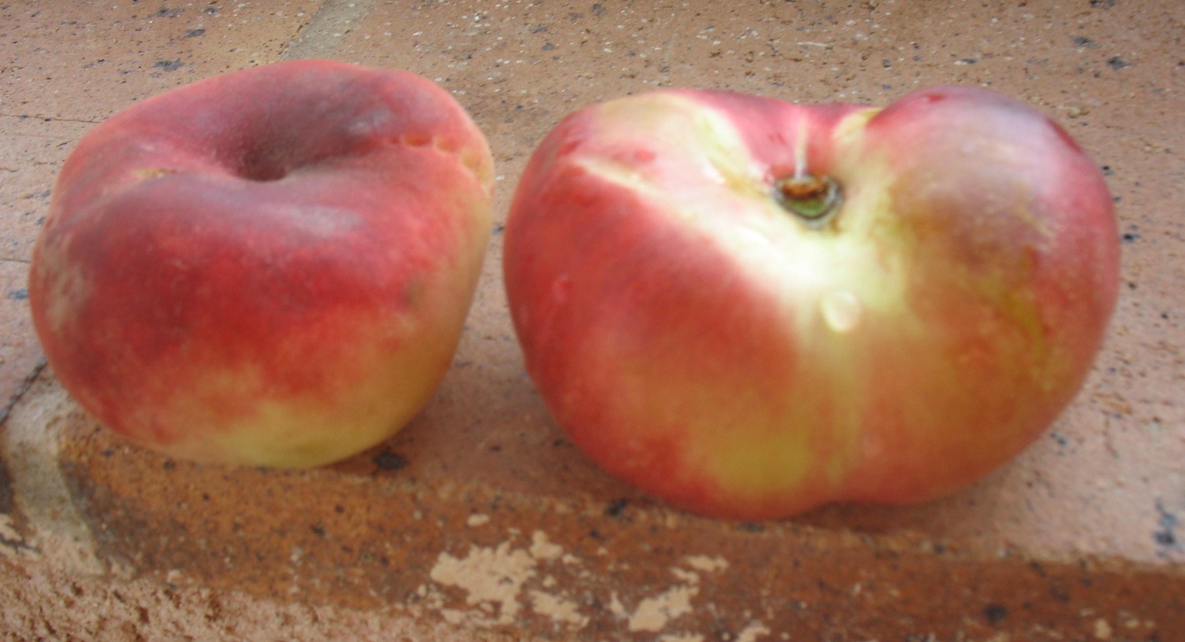 Devinette 005.1249747794.JPG