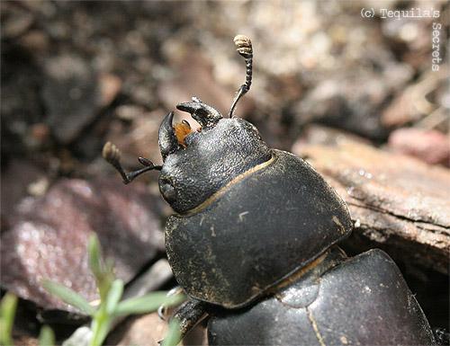 Le Lucane Cerf-volant (Lucanus cervus) Lucane Cerf-volant Lucanus cervus femelle