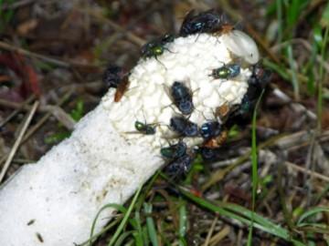 Phallus impudicus Phallus impudicus
