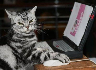 chat-et-souris-ordinateur