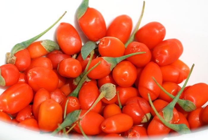 Wolfberry goji Lycium barbarum