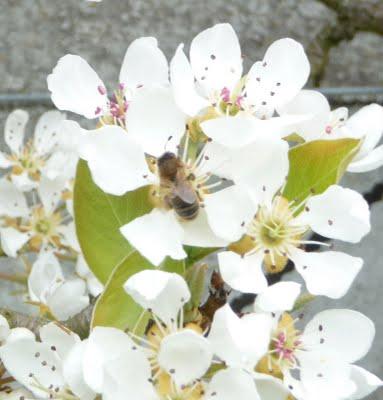 Une ruche dans chaque jardin, sur chaque balcon et sur chaque toit  ?