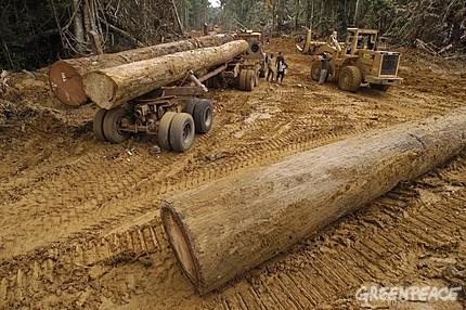 Forêts de la République Démocratique du Congo : Où est la réforme ?