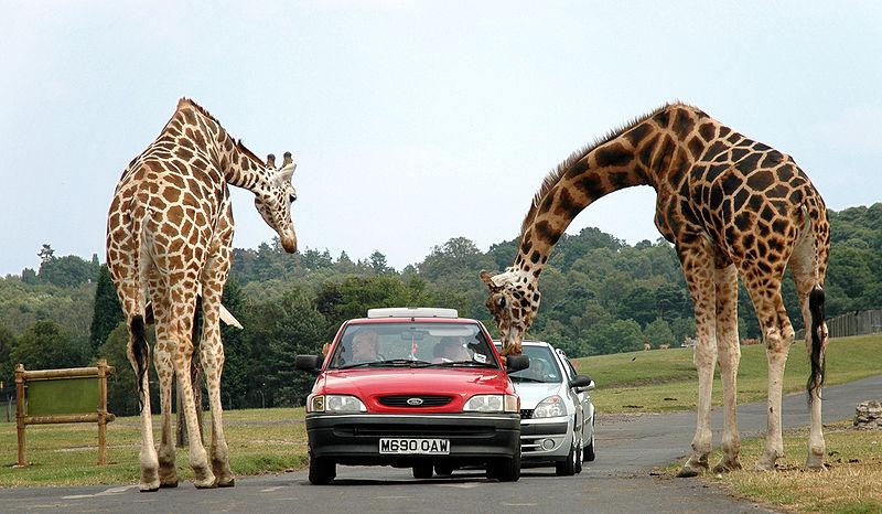 Fichier:Giraffes at west midlands safari park.jpg