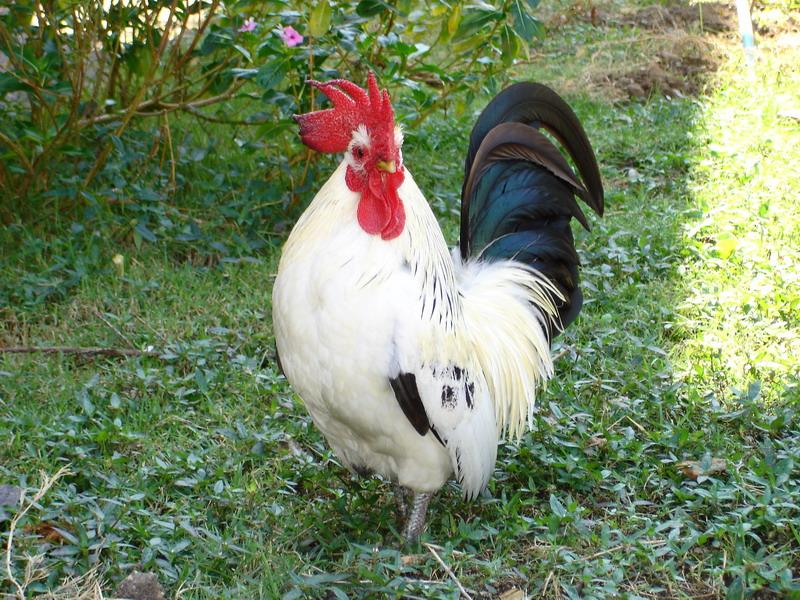 06-th-poulet-aviaire-en-solde.1249635312.jpg