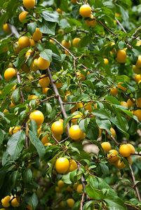 Petits flans aux mirabelles mirabelles