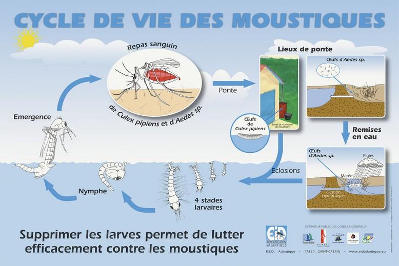Les moustiques, un rival bien gourmand Les moustiques, un rival bien gourmand