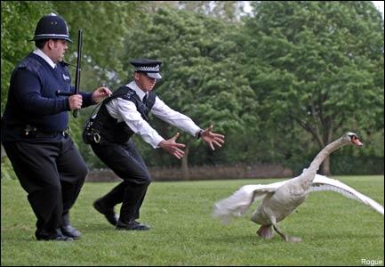 HOT FUZZ