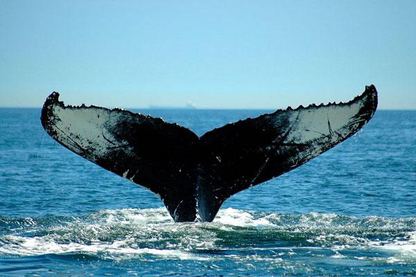 Demain Insha Allah RV avec les baleines de Tadoussac