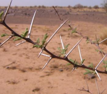 Face cachée de la lune par Safi Ba Face cachée de la lune par Safi Ba
